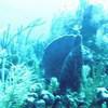 Picture taken during the dive