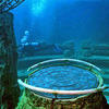 Picture taken during the dive