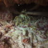 Picture taken during the dive