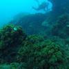 Picture taken during the dive