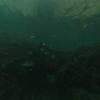 Picture taken during the dive