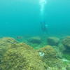 Picture taken during the dive