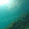 Picture taken during the dive