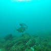 Picture taken during the dive