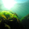 Picture taken during the dive