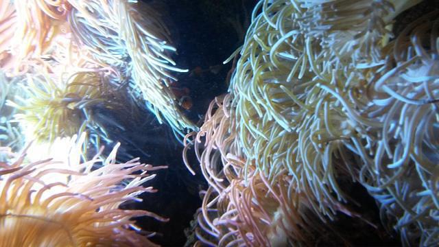 Georgia Aquarium Inc. - Dive Center in United States