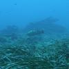 Picture taken during the dive