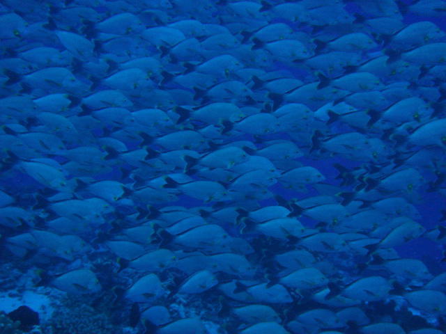 The Six Passengers - Dive Center