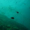 Picture taken during the dive