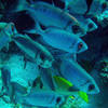 Picture taken during the dive