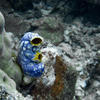 Picture taken during the dive