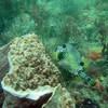 Picture taken during the dive