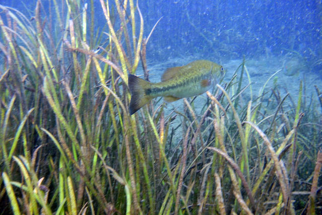 Seminole Scuba - Dive Center in United States