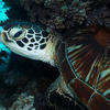 Picture taken during the dive