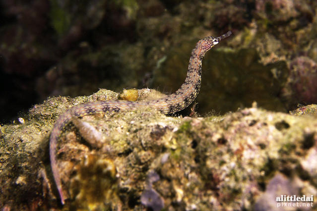 Fun & Sun Dive & Travel - Dive Center in Philippines