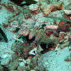 Picture taken during the dive