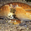Picture taken during the dive