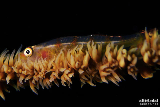 Diving in Philippines, Cebu - By Simon Chiu