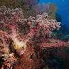 Picture taken during the dive