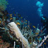 Picture taken during the dive