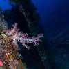 Picture taken during the dive