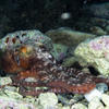 Picture taken during the dive