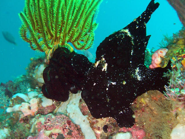 Mayumi Resort - Dive Center in Philippines