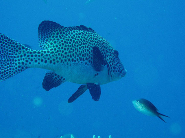 The Oberoi Lombok - Dive Center in Indonesia