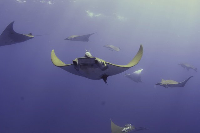 Diving in Portugal, Azores - By Ksso