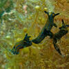 Picture taken during the dive