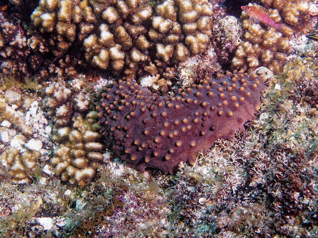 The Dive Gurus - Dive Center in Mexique