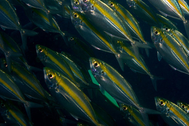 Diving in Thailand, Ko Tao - By Ksso