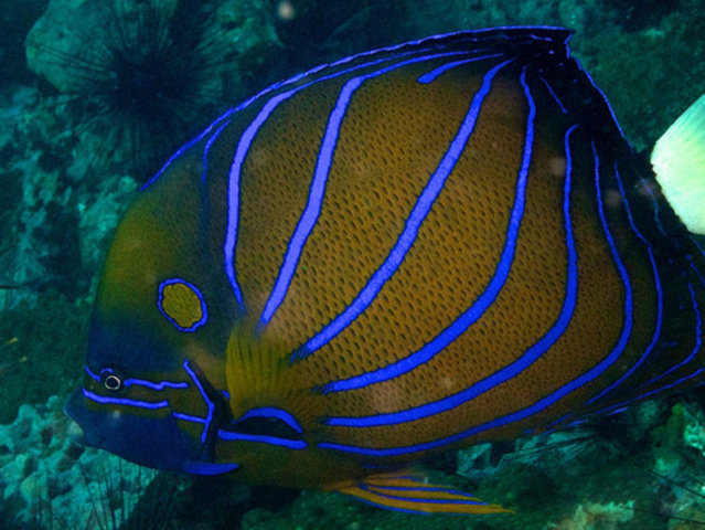 Planet Scuba (koh Samui) - Dive Center in Thailand
