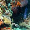 Picture taken during the dive