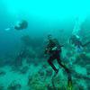Picture taken during the dive