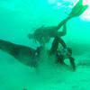 Picture taken during the dive