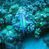 Picture taken during the dive
