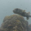Picture taken during the dive