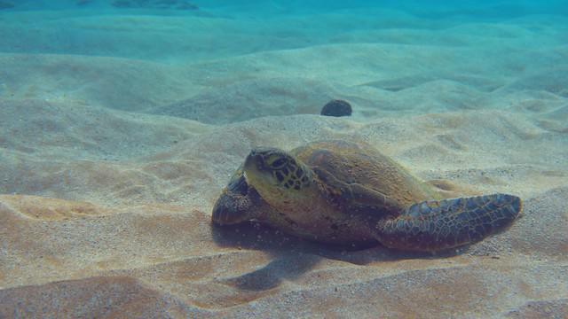 Maui Dreams Dive Co. - Dive Center in United States
