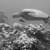 Picture taken during the dive