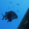 Picture taken during the dive