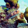 Picture taken during the dive