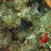 Picture taken during the dive