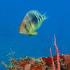 Picture taken during the dive