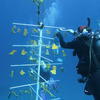 Picture taken during the dive