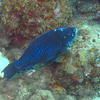 Picture taken during the dive