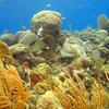 Picture taken during the dive