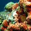Picture taken during the dive