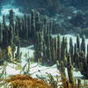 Picture taken during the dive