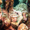 Picture taken during the dive